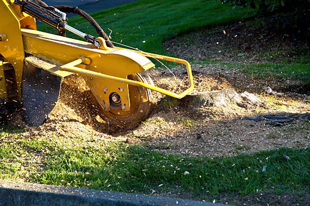 How Our Tree Care Process Works  in  Klamath Falls, OR